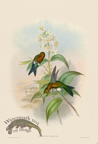 (image for) Gould Hummingbird 274