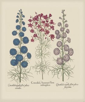 Besler 179 Colored B2