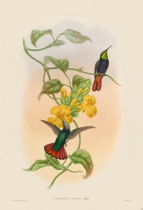 Gould Hummingbird 369