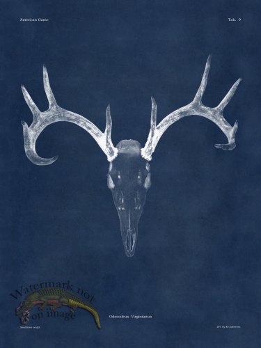 (image for) Blue Bones 09 White Tail