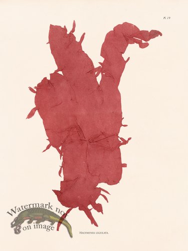 (image for) Oceanie 19