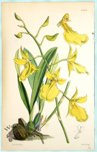 (image for) Curtis Orchids 15