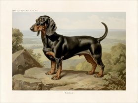 CFA Dog Dachshund 03