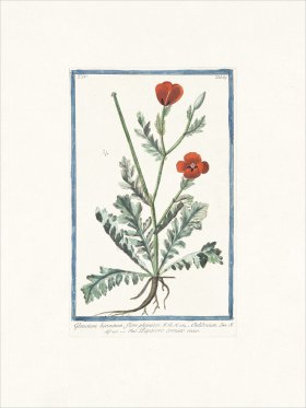 Bonelli 385 Celandine