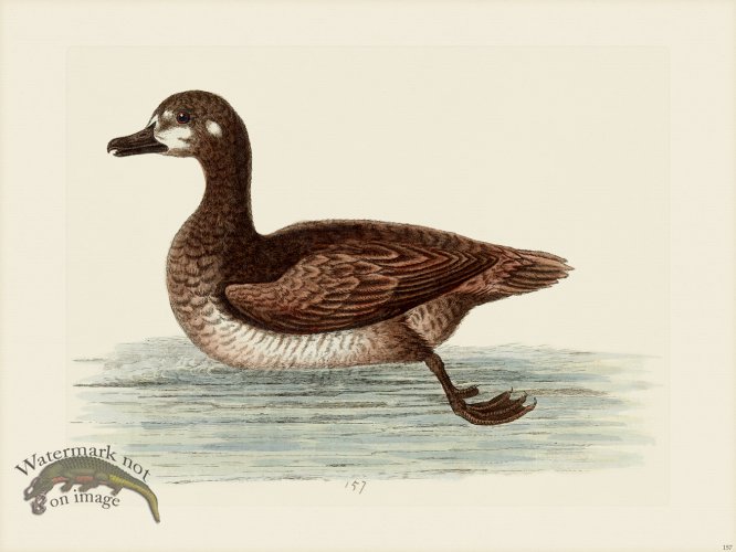 (image for) Edwards 157 little Brown and white Buck