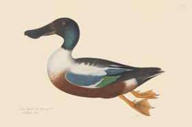 Rudbeck CFA 246 Shoveller