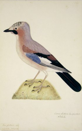 (image for) 148 Swedish Birds . Corvus Glandarius Eurasian Jay