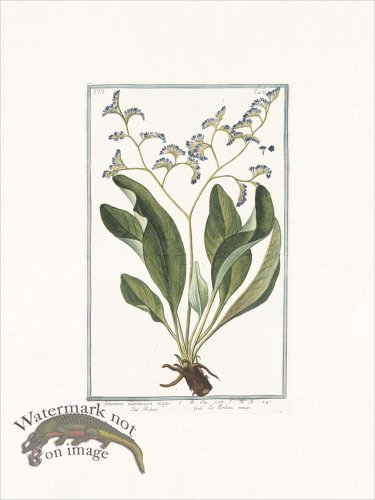 (image for) Bonelli 538 Sea lavender