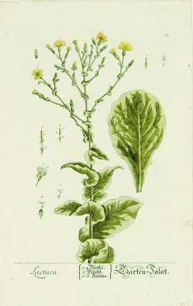 Blackwell German 098