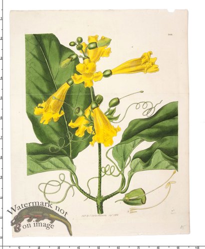 (image for) Curtis Botanical 076