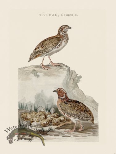 (image for) Nozeman Bird 197