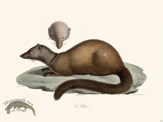 (image for) Cuvier 220 The Pekan