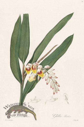 (image for) Les Liliacees Redoute 060