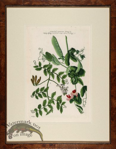 (image for) Weinmann Burl with Gold DM 03