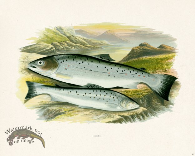 (image for) British FW 23