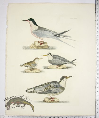 (image for) RoseateTern; Lesser Tern w/young