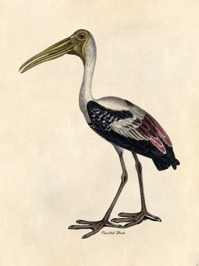 Painted Stork - Tribute Bd 27