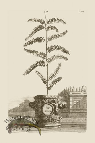 (image for) Abraham Munting 178