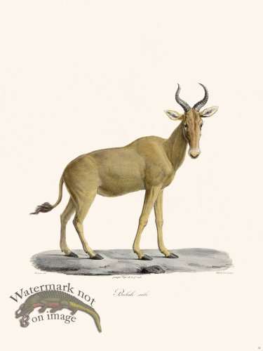 (image for) Cuvier 037 Male Bubale