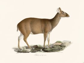 Cuvier 053 Hyelaphus Deer