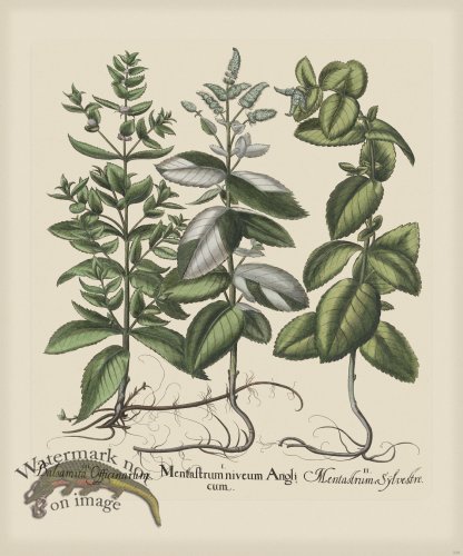 (image for) Besler 228 Colored B2