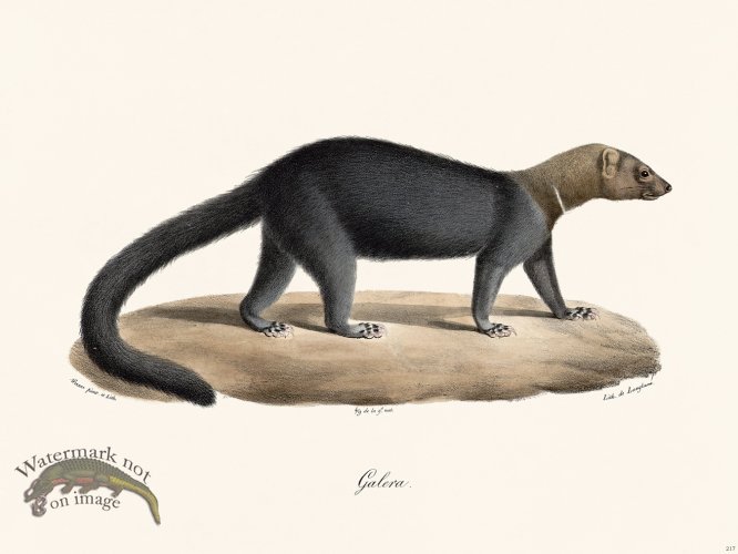 (image for) Cuvier 217 Galera