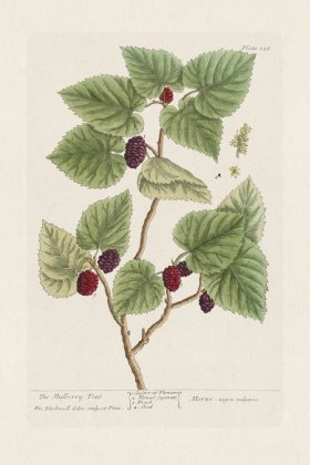 BEE 126 The Mulberry Tree