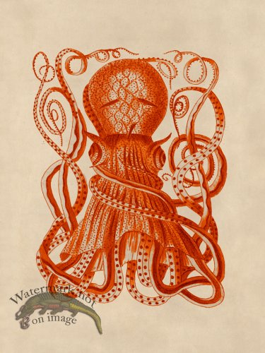 (image for) Octopus Orange 28