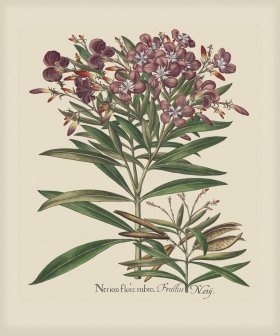 Besler 140 Colored B2