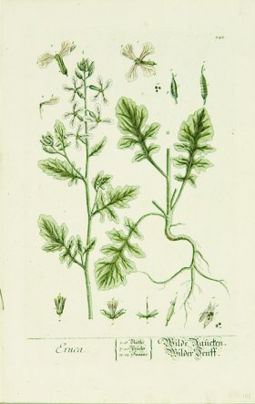 Blackwell German 084