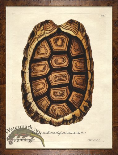 (image for) Turtle Shell Burl 04