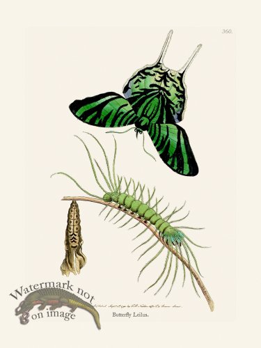 (image for) 360 Butterfly Lielus