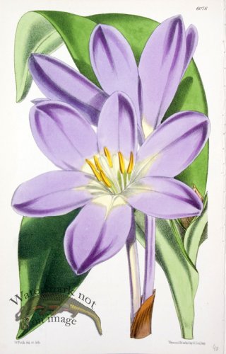 (image for) CBMS_0020