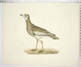 Common Thick Knee