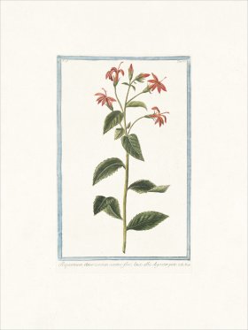 Bonelli 183 Rapuntium Ameri