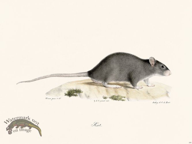 (image for) Cuvier 309 Rat