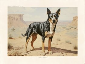 CFA Dog Australian Cattle Dog 03