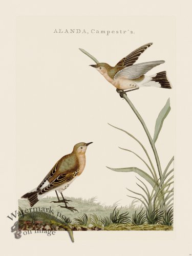 (image for) Nozeman Bird 194