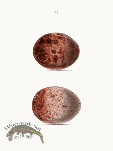 (image for) Oology 11