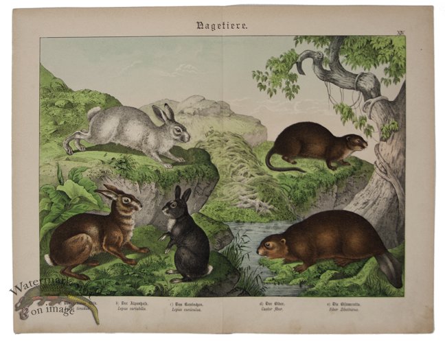 (image for) Rabbit Beaver