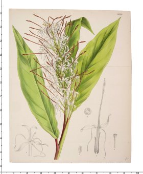 Curtis Botanical 059