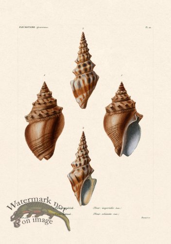 (image for) French Shell 020