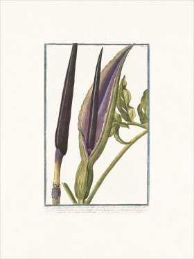 Bonelli 176 Dragonarum