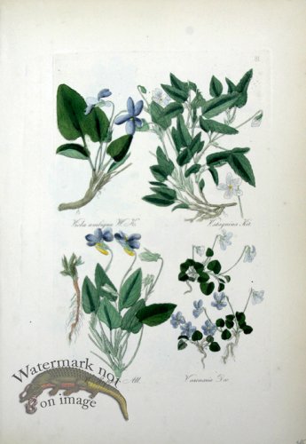 (image for) Deutschlands Flora 12
