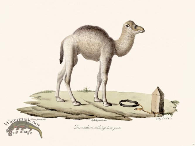 Cuvier 079 Male Dromedary