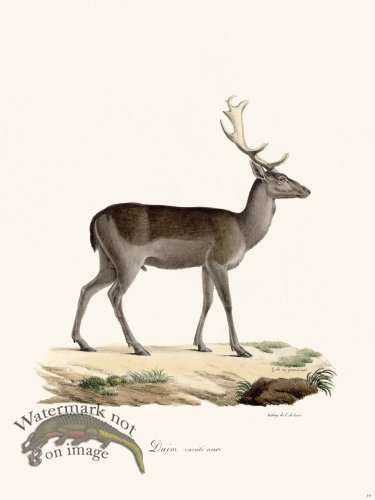 (image for) Cuvier 019 Black Variety Suede