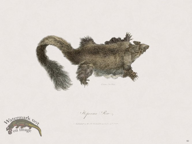 (image for) 61 New Holland Caffowary