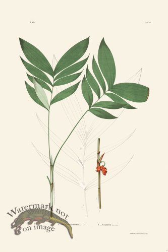 (image for) Rodrigues Palm Front 045