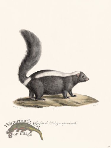 (image for) Cuvier 205 Skunk N America