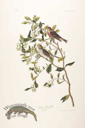(image for) Lesser Red-Poll